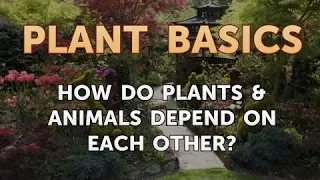 How Do Plants & Animals Depend on Each Other?