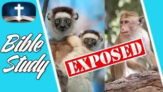 Icons of Evolution, The Protected Monkey Religion, Documentary