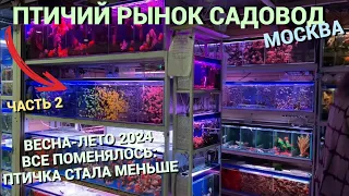 ПТИЧИЙ РЫНОК САДОВОД МОСКВА (ВЕСНА-ЛЕТО 2024) l ВСЕ ПОМЕНЯЛОСЬ l ПТИЧИЙ РЫНОК СТАЛ МЕНЬШЕ l ЧАСТЬ 2