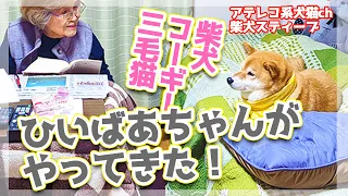 【犬猫アテレコ】ばあちゃんと柴犬とコーギーと猫