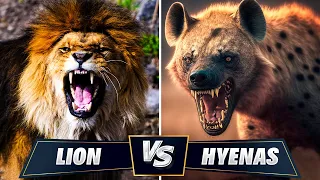 Lions vs Hyenas - The Eternal Enemies