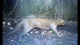Badania nad rozmieszczeniem południowoamerykańskiego kota - jaguarundi