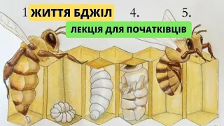 Бджільництво! Життя бджоли, матки, трутня. Практичні поради) ДЛЯ початківців!