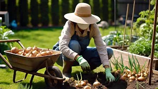 Planting onions & load of Big Trees garden answers