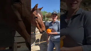 Hanaeleh Halloween Horsie Pumpkin Tasting