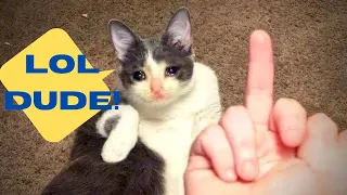 BEST CAT MEMES COMPILATION 2021 PART 13