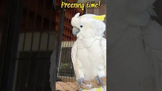 Pippa cockatoo preening time. Let’s party! #shorts