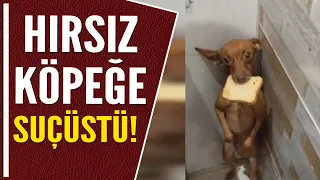 HIRSIZ KÖPEĞE SUÇÜSTÜ!