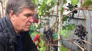 Виноград "Чарли" в России