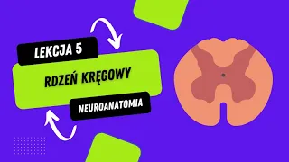 Neuroanatomia 05 | Rdzeń kręgowy