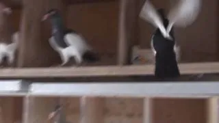 Canadian Magpie Pigeons