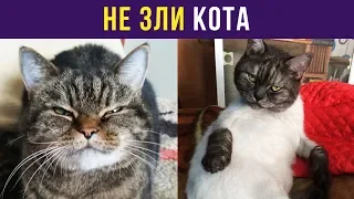 Приколы и мемы. Не зли кота | Мемозг #56