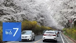 26㎞ 벚꽃길 "차에서 내리지 말고 감상"…코로나가 바꾼 봄 풍경