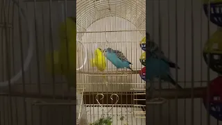 Волнистый попугай заигрывает с самкой.
