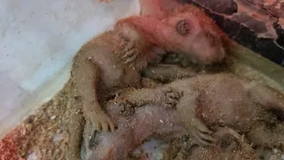 Meerkat gave birth to a calf and is suffering from hypothermia