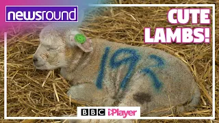 Lambing season 🐑 | WATCH A LAMB BEING BORN! | Newsround