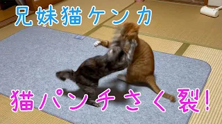 猫パンチとやんのかを繰り返す兄妹猫