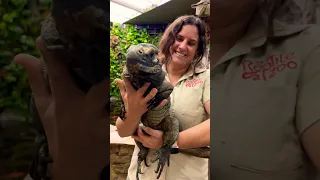 One of Our Biggest Iguanas😳🥰#wow #amazing #animals #shorts #cute #beautiful #iguana #fun #wildlife