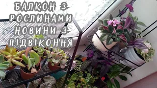 Балкон з рослинами🌱Новини з підвіконня🌵🪴Борюся з паразитами🪲#кімнатні рослини #українськийютуб