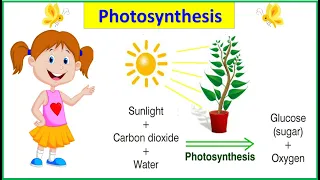 Process of photosynthesis |plants make their own food |#photosynthesis |#EToddlers