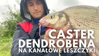 Dendrobena i caster - recepta na kanałowe leszczyki