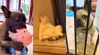 Best Of 2021 - Top Funny Pet Videos - TRY NOT TO LAUGH (part 1)