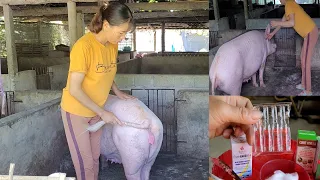How to cure metritis in sows.  Unsuccessful insemination several times.  (Episode 48).