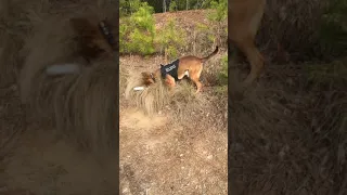 Narcotics K9 training demo