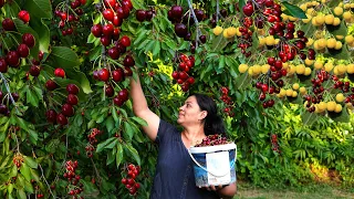 Millions Bountiful Harvest of Ox Heart Cherry: We Make Jam Liziqi and Pie Right in the Garden