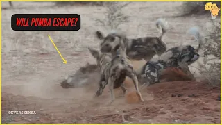 WILD DOGS digging out a WARTHOG - RARE SIGHTING