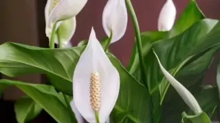 HOW TO MAKE YOUR PEACE LILY BLOOM AFTER IT BLOOMED?//UK PLANT MOM