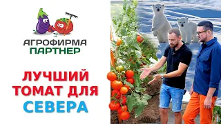 ЛУЧШИЙ ТОМАТ ДЛЯ СЕВЕРА