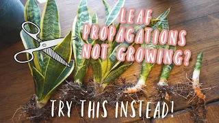 Snake Plant Propagation - This Method works BETTER and FASTER than Leaf Cuttings!