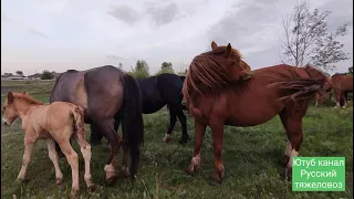 Боливия 🐎, годовалый жеребёнок ей важней.