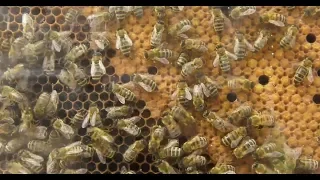La ruche et les abeilles à hauteur d'enfants