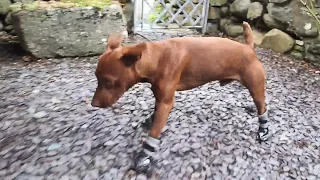 Patterdale Terrier First Time in Search & Rescue Boots.  (Hilarious Viewing)