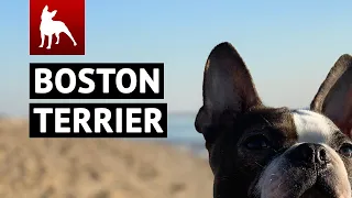 Boston Terrier World Videos Compilation Vol. 1 😍 (Funny Dog & Cute Puppies You MUST SEE)