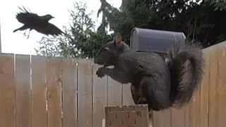 Squirrels & Their Friends - Mt Vernon Washington USA - All Action