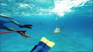 Attacked by Reef Sharks in Bahamas