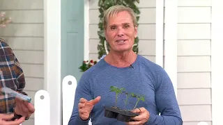 Phillip Watson Designs 3-piece Heirloom Tomato Plants on QVC