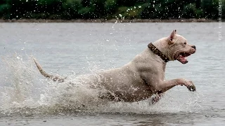 Dogo Argentino on a walk... Gladio Romano de El Polivalente