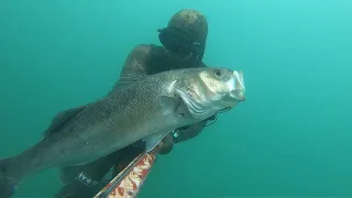 Spearfishing Croatia 2021, spring symphony, seabass,  sea bream