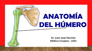 🥇 Anatomy of the HUMEROUS. Easy, Quick and Simple!