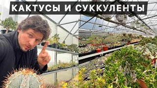 КАКТУСЫ И ДРУГИЕ СУККУЛЕНТЫ ЧТО СЛОЖНЕЕ ВЫРАЩИВАТЬ?