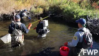 Backpack Electrofishing!