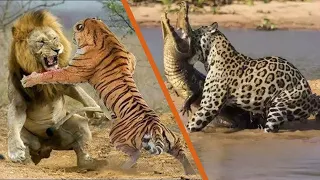 Top 10 Most Dangerous Big Cats in the World