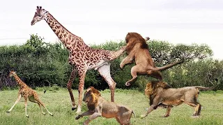 Lion Attack Giraffe National Geographic