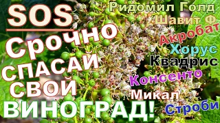 Экстренная обработка винограда против милдью! Дожди! Вспышка милдью!Rain season! Mildew Outbreak!