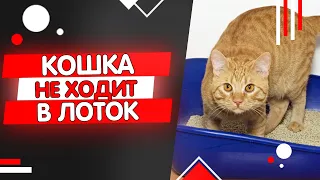 Почему кошка перестала ходить в лоток, кошка ходит мимо лотка