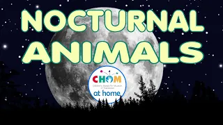 Nocturnal Animals!